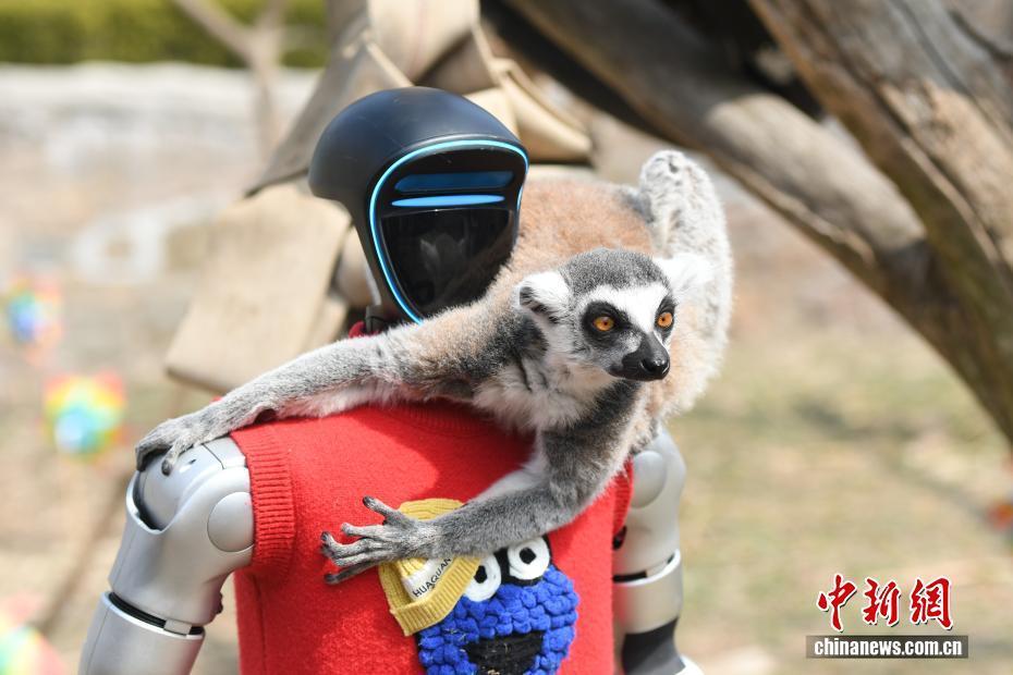 山东青岛：智能机器人亮相野生动物园 人机共舞引客来
