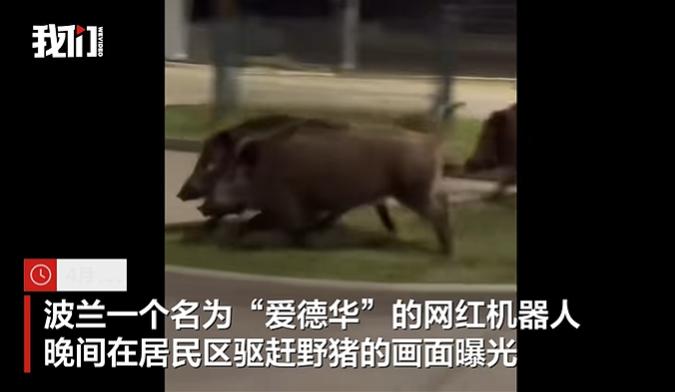 中国机器人现身波兰街头赶三头野猪，成功驱赶后挥手拜拜